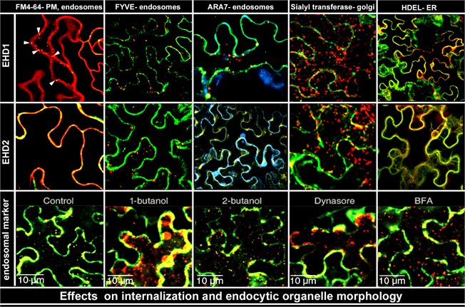 Co-localization with and effect on organelle morphology of EHD1 and EHD2; effect of endocytosis abolishing drugs on internalization and organelle morphology (bottom panel). Markers as indicated.